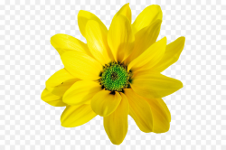 Yellow Orange Flower Clip art - flowers blooming in spring