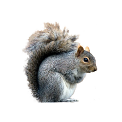 Free Gray Squirrel Cliparts, Download Free Clip Art, Free ...