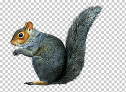 Eastern gray squirrel Raccoon Chipmunk Illustration ...
