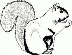 Squirrel Clipart Black And White - 44 cliparts