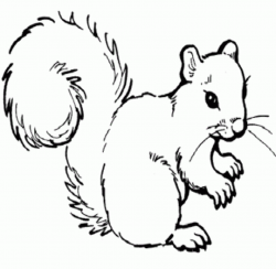 Squirrel black and white squirrel clip art clipart - WikiClipArt
