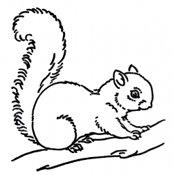 Free Black And White Squirrel Clipart, Download Free Clip ...