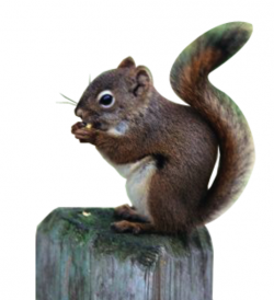 Squirrel | Free Images at Clker.com - vector clip art online ...