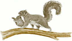 Free Squirrel Clipart, 1 page of Public Domain Clip Art ...