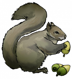 Clipart squirrel easy, Clipart squirrel easy Transparent ...