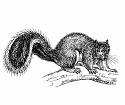 Squirrel Clipart Illustration Free Stock Photo - Public ...