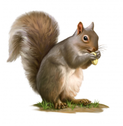Clipart squirrel realistic, Clipart squirrel realistic ...