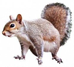 Free Gray Squirrel Cliparts, Download Free Clip Art, Free ...