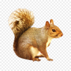 Clipart squirrel real, Clipart squirrel real Transparent ...