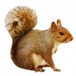 Free Squirrel Transparent, Download Free Clip Art, Free Clip ...