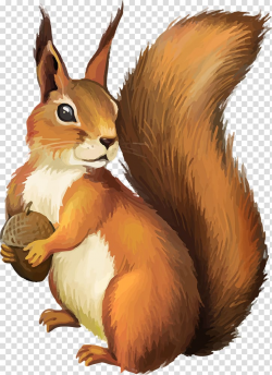 Squirrel Chipmunk , squirrel transparent background PNG ...