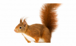 Free Squirrel Transparent, Download Free Clip Art, Free Clip ...