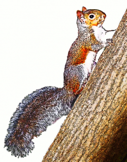 Free Gray Squirrel Cliparts, Download Free Clip Art, Free ...