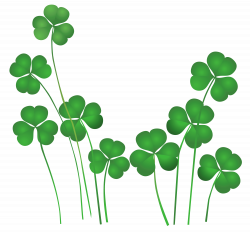 St Patrick\'s Day Shamrocks transparent PNG - StickPNG