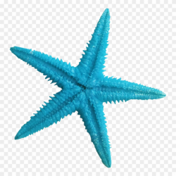 Starfish Clipart Aqua - Blue Sea Star Png Transparent Png (#482937 ...