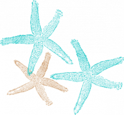 Starfish Prints Clip Art at Clker.com - vector clip art online ...