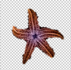 Starfish Beach Sea Sand PNG, Clipart, Animals, Beach, Beautiful ...