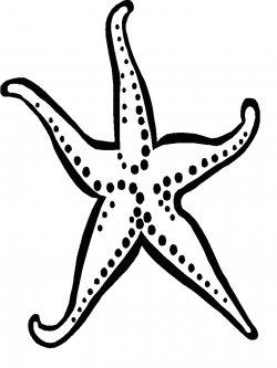 Fish black and white starfish clipart black and white free images ...