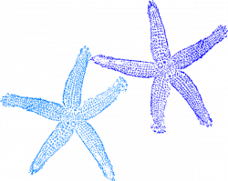Blue Starfish Clip Art at Clker.com - vector clip art online ...