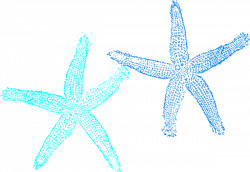 Free Blue Starfish Cliparts, Download Free Clip Art, Free Clip Art ...