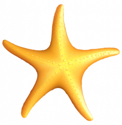 Pin by Stunningly Made on Clipart | Starfish, Starfish clipart, Clip art