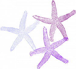 Purple starfish clipart - Cliparting.com