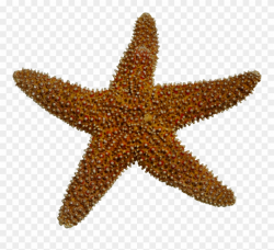 Realistic Clipart Starfish - Animales Invertebrados Estrella De Mar ...