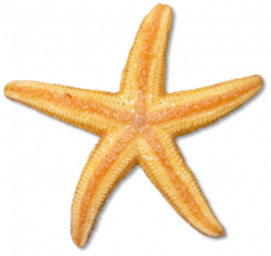 Orange Starfish Clipart | Free download best Orange Starfish Clipart ...