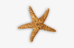 Pink Starfish Png Download - Realistic Starfish Clip Art Transparent ...