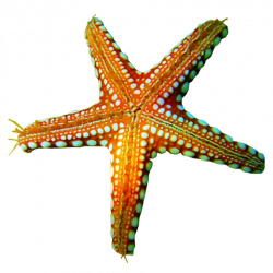 Starfish Clipart Png Images