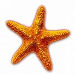 starfish clip art | shimmering star in the cinema firmament: | Glass ...