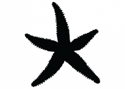 Starfish Silhouette | Clipart Panda - Free Clipart Images