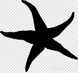 Starfish, Silhouette, Leaf, transparent png image & clipart free ...