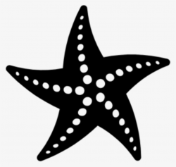 Starfish PNG, Transparent Starfish PNG Image Free Download - PNGkey
