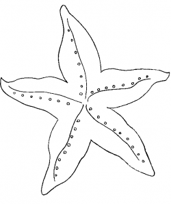 Gallery For > Simple Starfish Outline | florida | Starfish colors ...