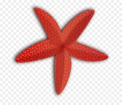 Starfish, Illustration, Drawing, transparent png image & clipart ...