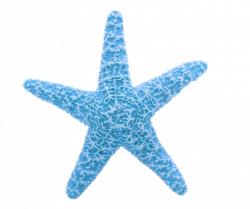 PNG Sector: Starfish Clipart PNG - Starfish Transparent PNG Image