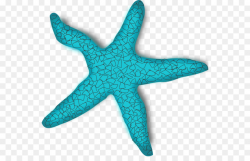 Starfish Clip art - Teal Fish Cliparts png download - 600*563 - Free ...