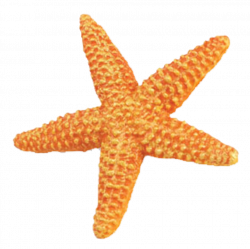 Free Starfish PNG Transparent Images, Download Free Clip Art, Free ...