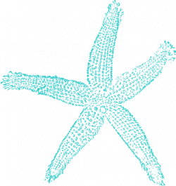Turquoise starfish clip art at vector clip art - ClipartAndScrap