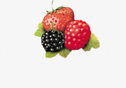 Strawberry And Wild Berry, Strawberry Clipart, Strawberry, Fruit PNG ...