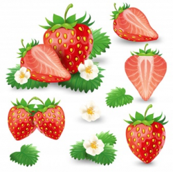 Strawberry Vector Vectors, Photos and PSD files | Free Download