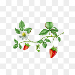 Download Free png Strawberry Plants Png, Vectors, PSD, and Clipart ...