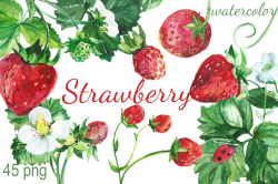 Watercolor Strawberry Clip art