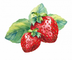 Strawberry Fruit Clip Art - Strawberry Watercolor Png Free PNG ...