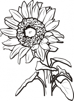 Sunflower black and white sunflower clipart black and white ...