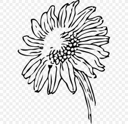 Drawing Common Sunflower Clip Art, PNG, 593x800px, Drawing ...