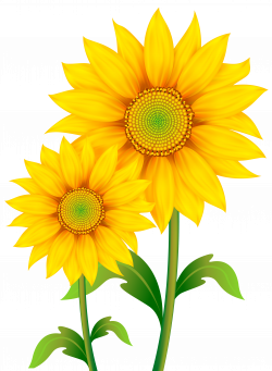 Download for free 10 PNG Realistic clipart sunflower top ...