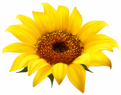 Common sunflower Clip art - Sunflower Clipart PNG Image png ...