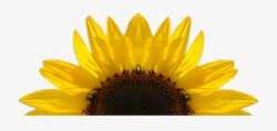 Sunflower Free Sunflower Clipart Half Pencil And In ...